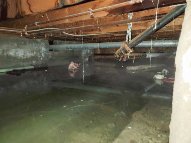Best Sewage cleanup and water damage restoration  in Roselawn, IN